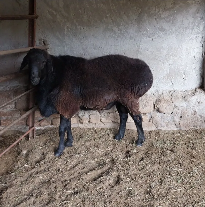 Продаётся баран, Qóćqor. 4