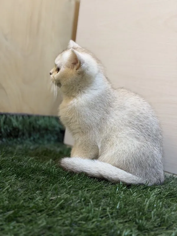 British short hair chinchilla — фото 1