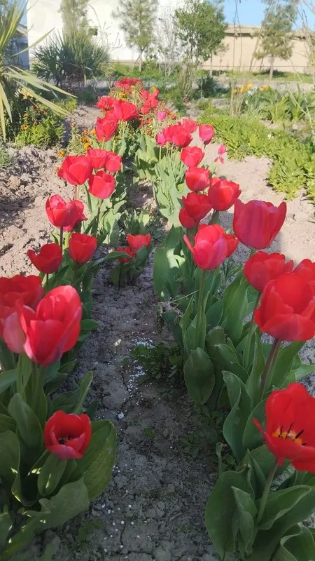 Лола гулини пийози сотилади донага — фото 3