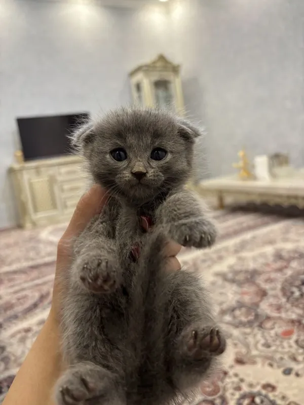 Мушукчалар сотилади! — фото 1