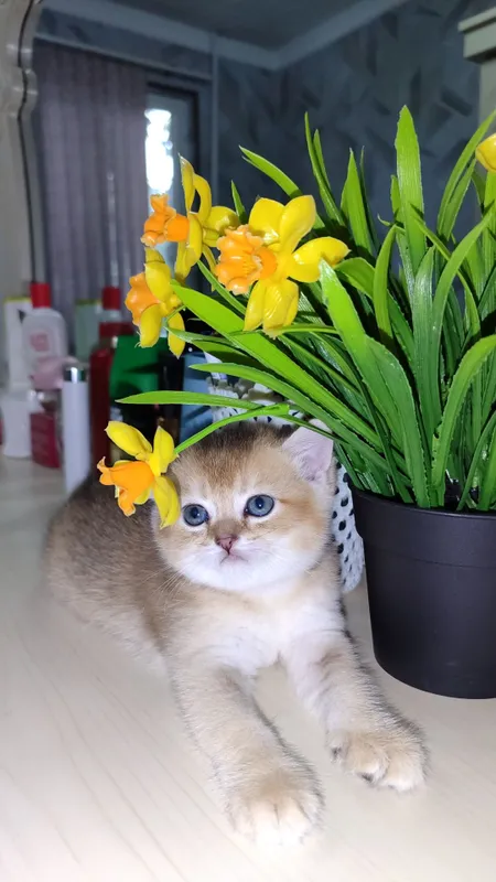 Котенок мальчик Тикированная Шиншилла NY25 3