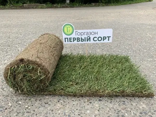 Рулонный газон оптом в большом объеме — фото 1