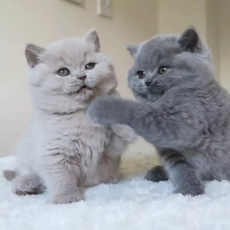 Британские красивые котята 6 Британские красивые котята 6