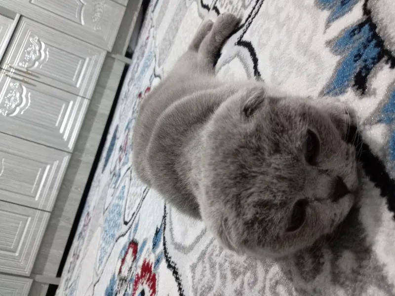 Scottish Fold mushuk sotiladi 4 Scottish Fold mushuk sotiladi 4