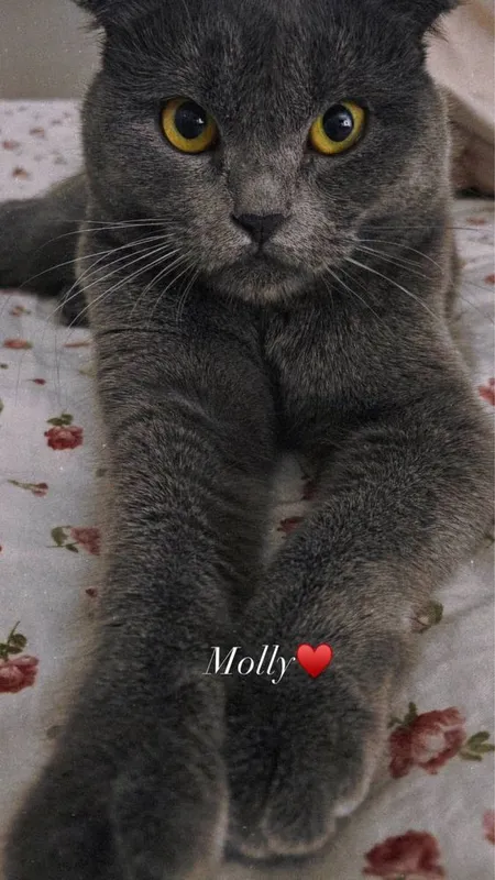 Котёнок Scottish Fold 1 Котёнок Scottish Fold 1