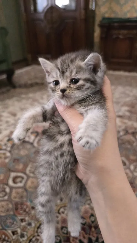 Продаются породистые котята шиншилла