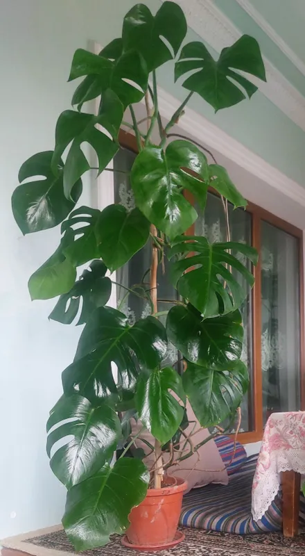Katta Monstera 1 m 82 sm 1 Katta Monstera 1 m 82 sm 1