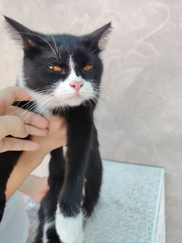 Кошка 3 Кошка 3