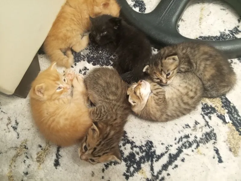 Котята в хорошие руки 7