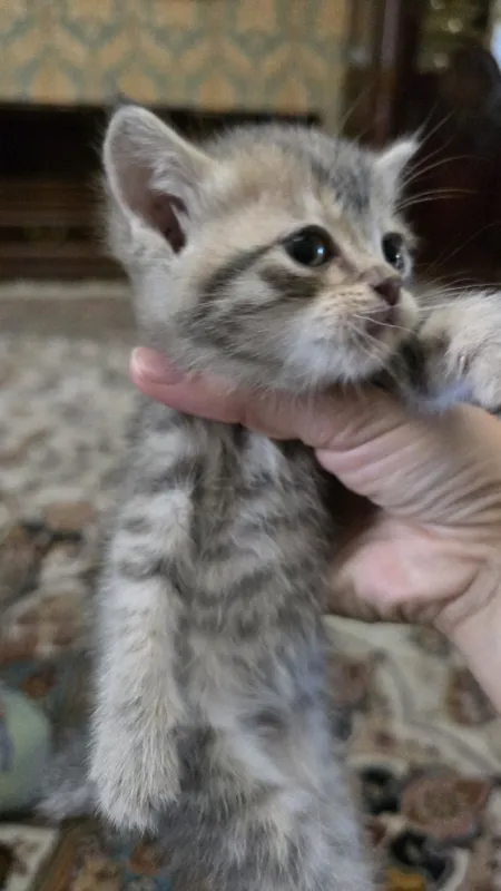 Продаются породистые котята шиншилла — фото 4