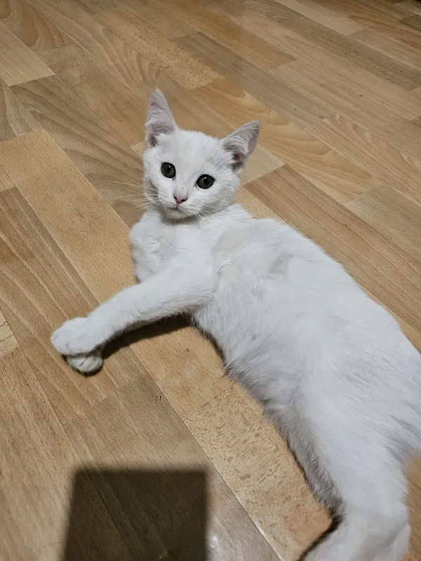 Бесплатно берём белая кошка 1 Бесплатно берём белая кошка 1