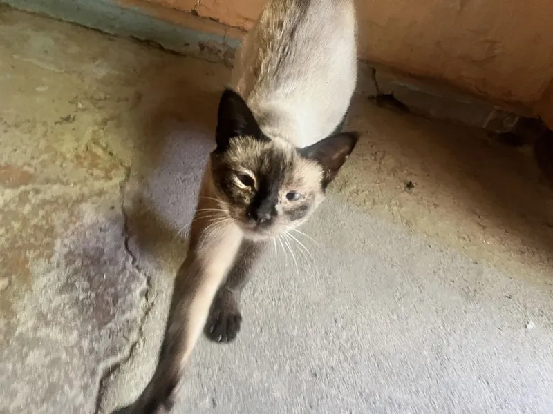Xomilador aqlli uy mushugi hadyaga beriladi — фото 1