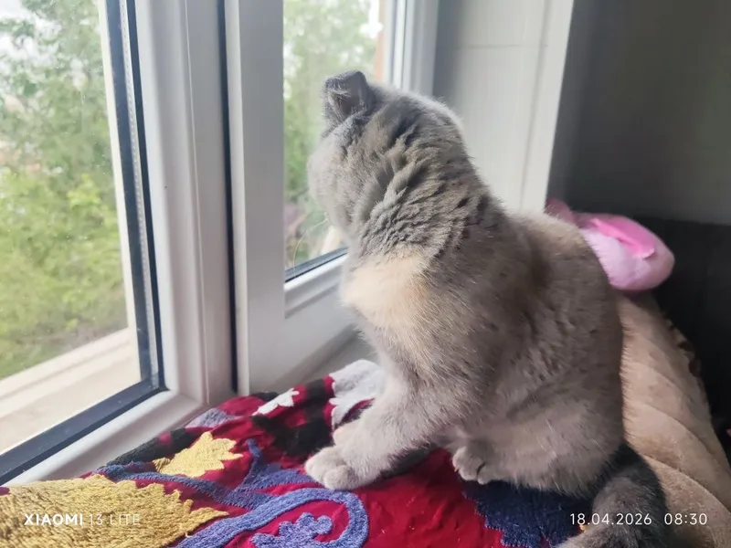 Продаётся котёнок - скотиш фолд — фото 2