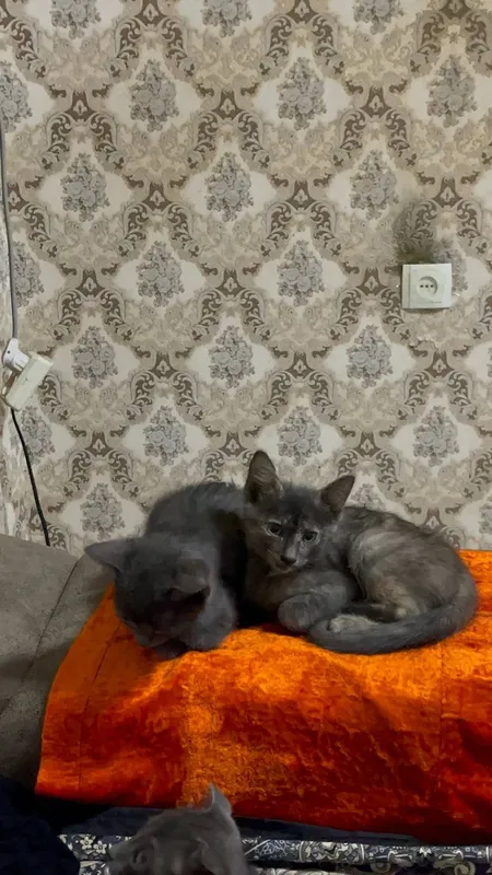 Кошка русская голубая 1 Кошка русская голубая 1