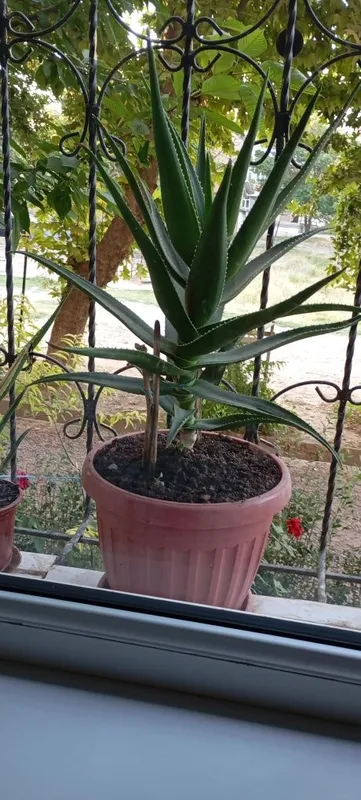 Aloe guli , Алое гули 8 Aloe guli , Алое гули 8