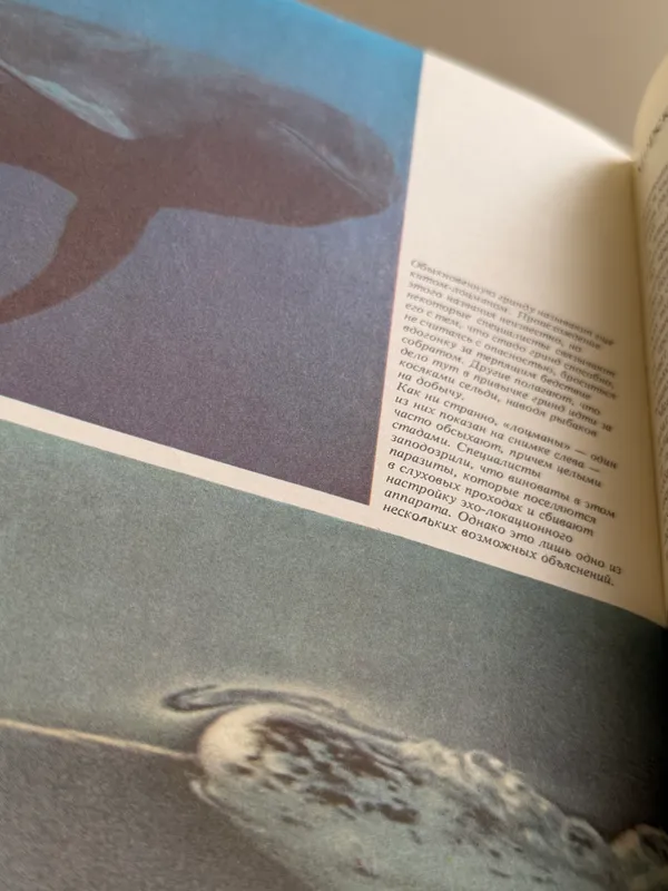 Книга: «Киты» — фото 2