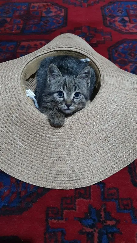 Котята с добрыми сердцами, полными любви 6 Котята с добрыми сердцами, полными любви 6