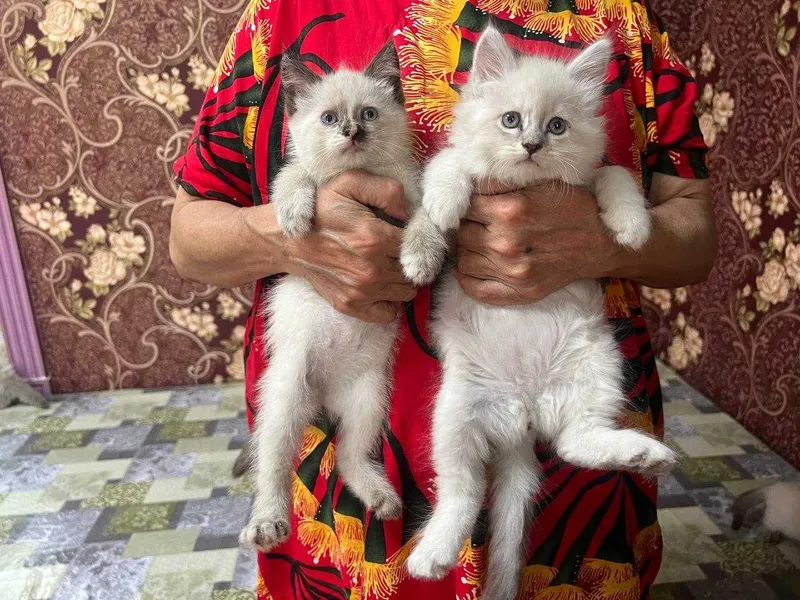 Продам котят породистых
