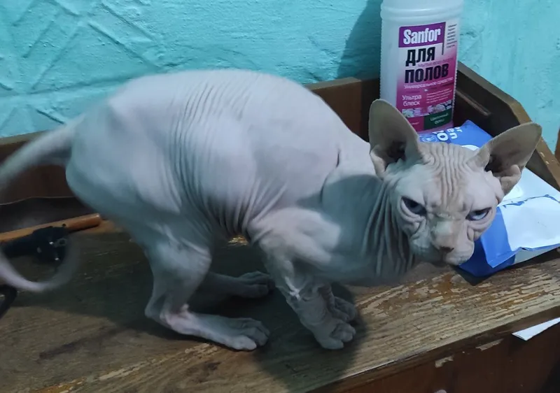 Продажа Сфинкс кошечка