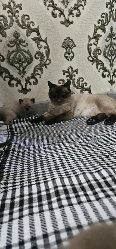 Продаются тайские котята — фото 1