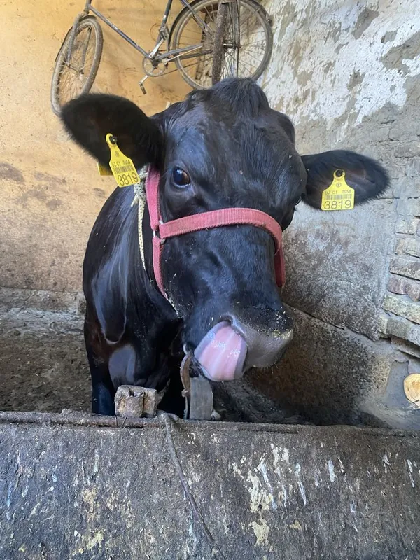 Bugoz ġunojin angus 1