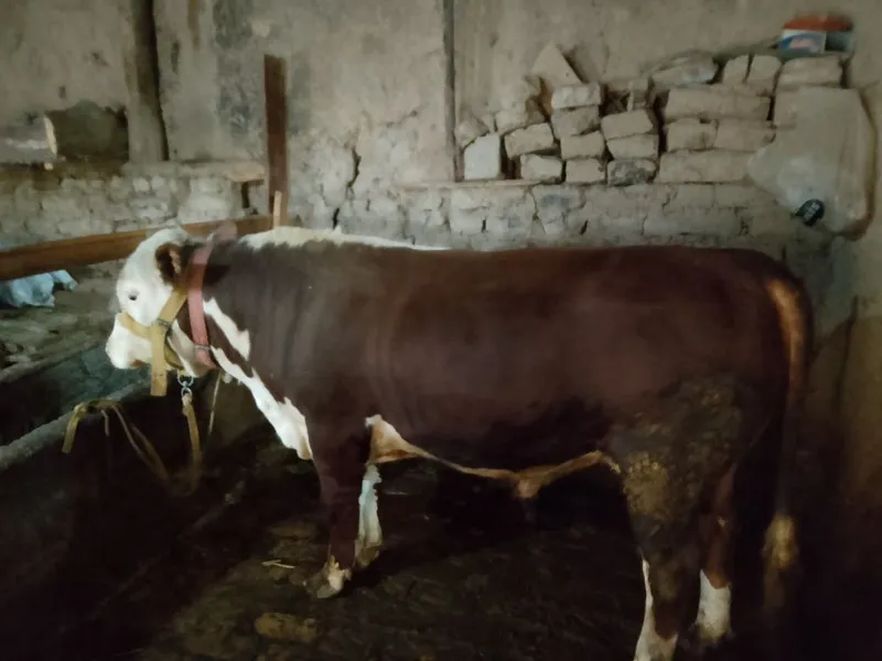 Qurbonlikka Simmental buqa sotiladi — фото 5