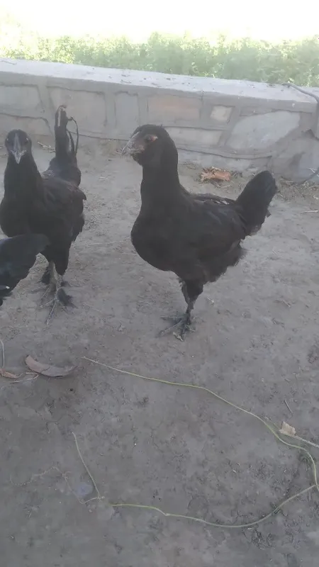 Qora tovuqlar sotiladi 5 Qora tovuqlar sotiladi 5