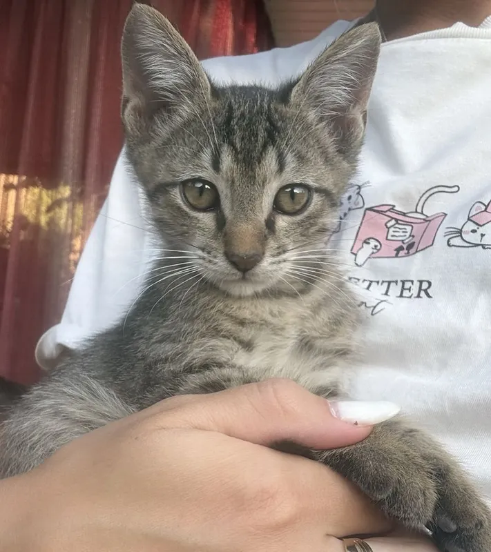 Пристариваются котята 1,5 месяца 7 Пристариваются котята 1,5 месяца 7
