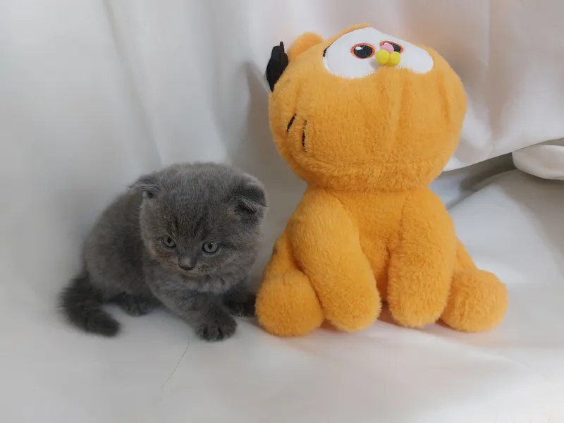 Продаю котёнка Скоттиш Фолд Мальчик — фото 1