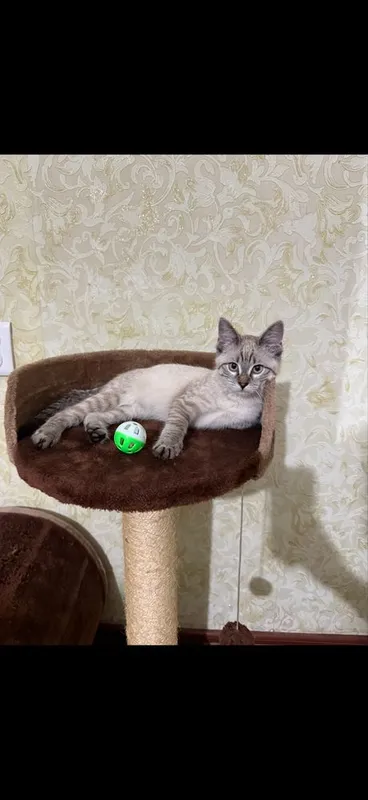 Домик для кошки большой 1 Домик для кошки большой 1