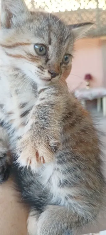 Котята ищут семью 3 Котята ищут семью 3