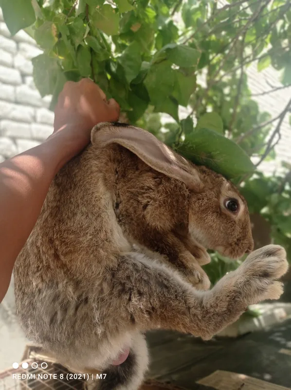 Velikan quyon toza qonli 1 Velikan quyon toza qonli 1