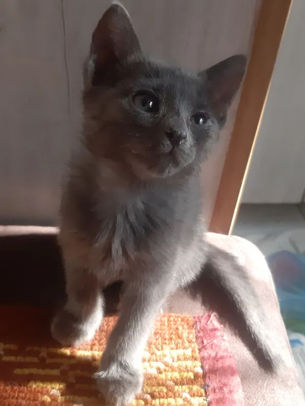 Котята к добрым рукам срочно! 3 Котята к добрым рукам срочно! 3
