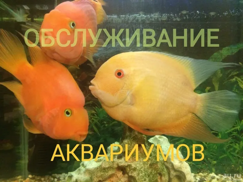 чистка обслуживание аквариумов 1