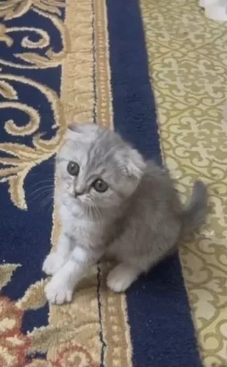 shinshila 3 oylik qiz bola narxi 1 ml tashkent — фото 1