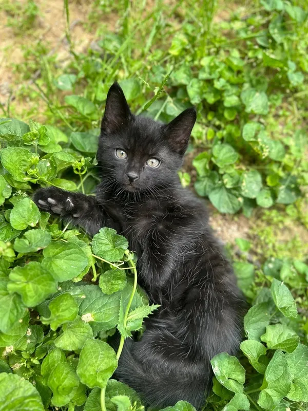 Котёнки 1,5 месячные, мальчики