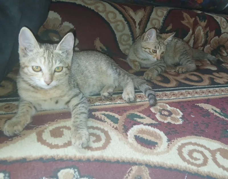 Котята 4-месячные. Отдаются в хорошие семьи. 1 Котята 4-месячные. Отдаются в хорошие семьи. 1