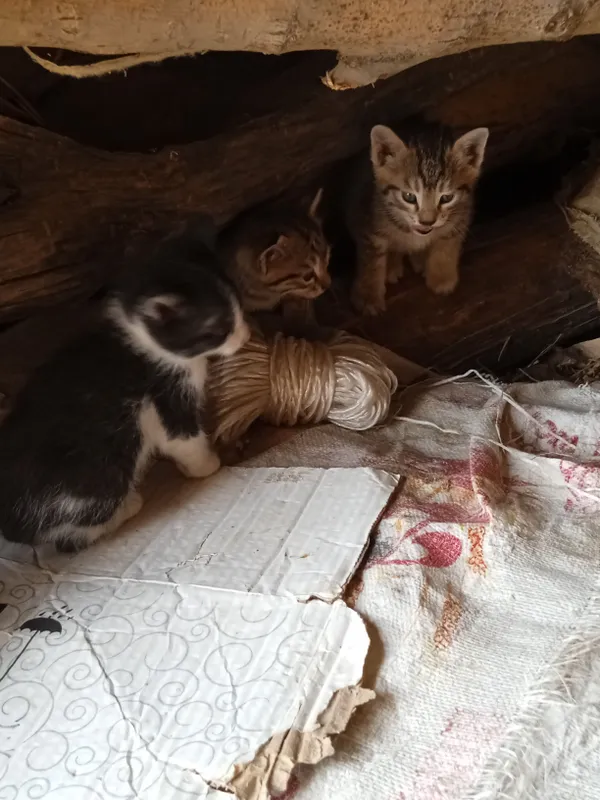 Mushuk bolalari .Котята