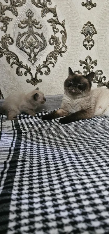 Продаются тайские котята — фото 2