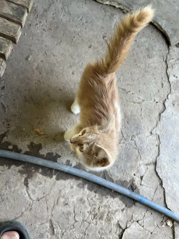 Хороший, умный, котёнок 5 Хороший, умный, котёнок 5