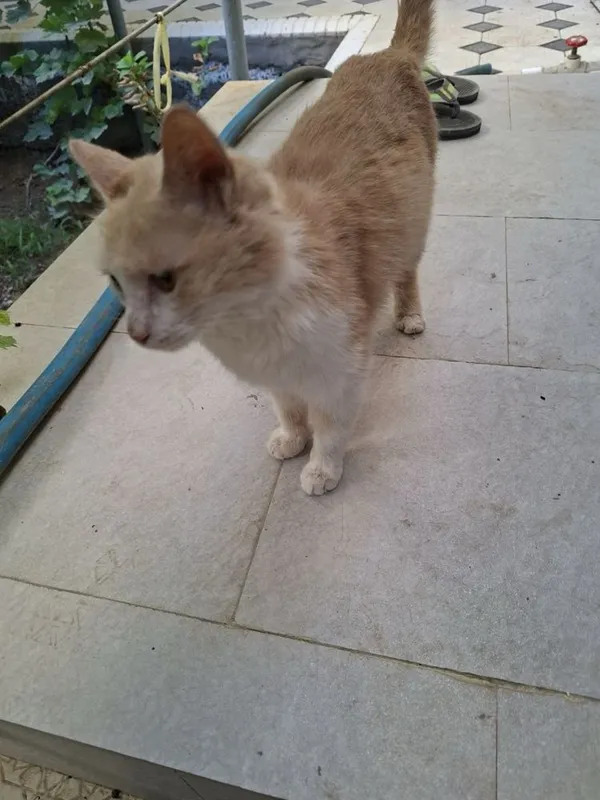 Отдадим бесплатно котёнка в добрые руки 1