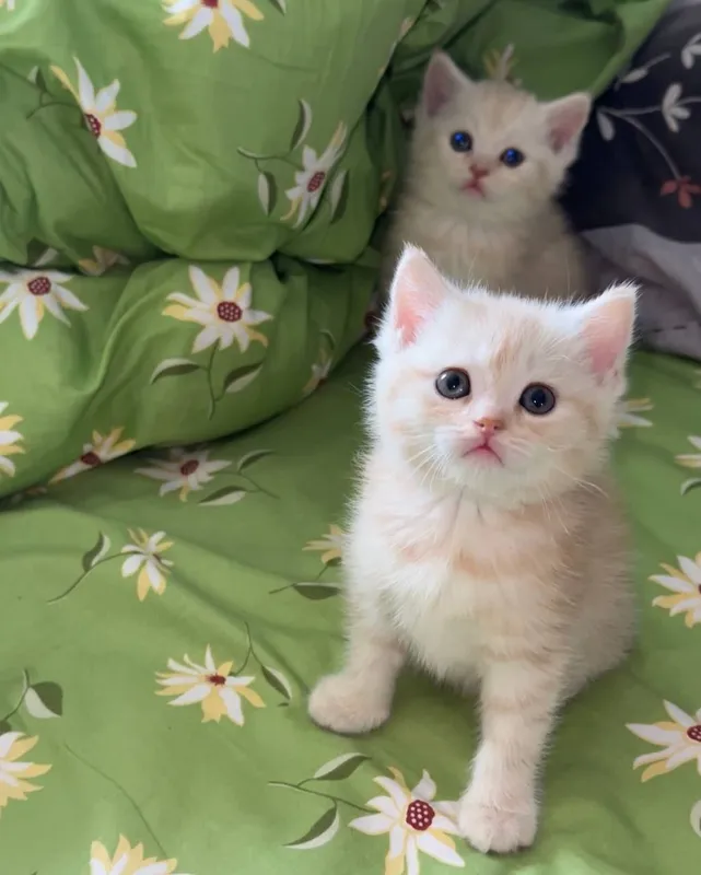 Скоттиш страйт , Scottish strayt