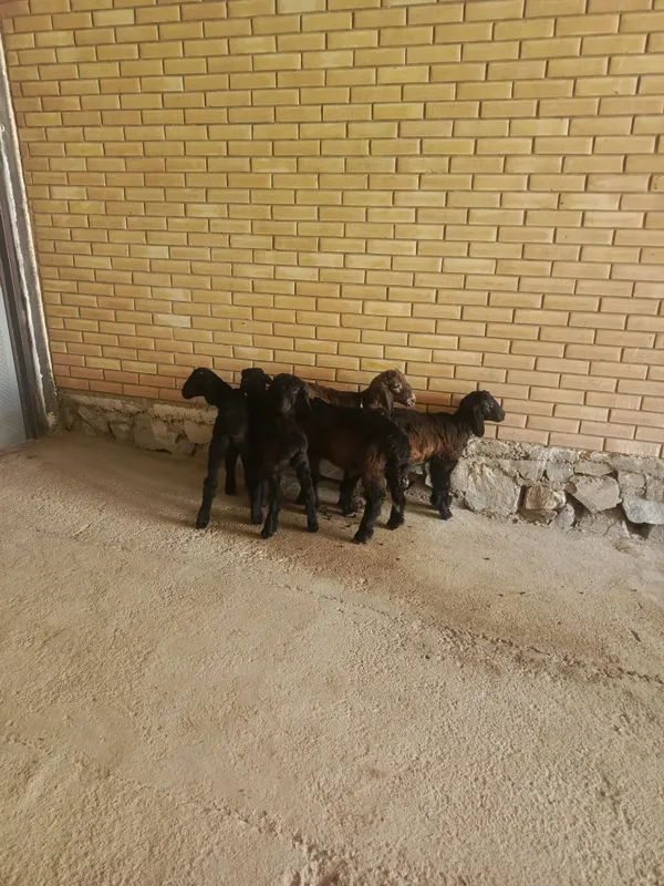 Казоки баралар сотилади 4 Казоки баралар сотилади 4