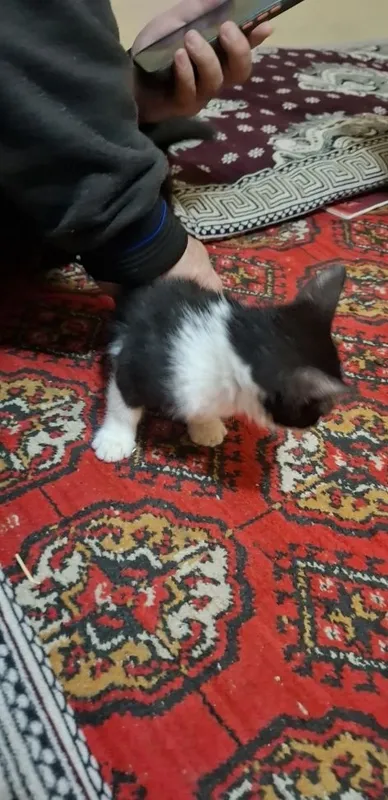 Mushuk beriladi tekinga 2