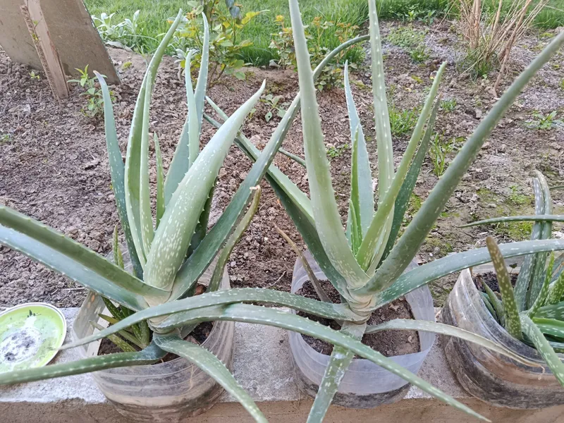 Aloe Vera, shifobaxsh, 20 000 Dan 200 000 gacha — фото 1