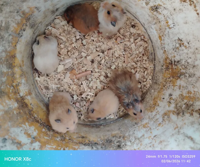 hamster — фото 1