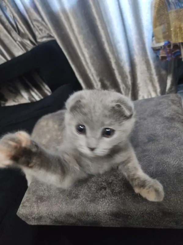 Scottish fold очень активная — фото 1