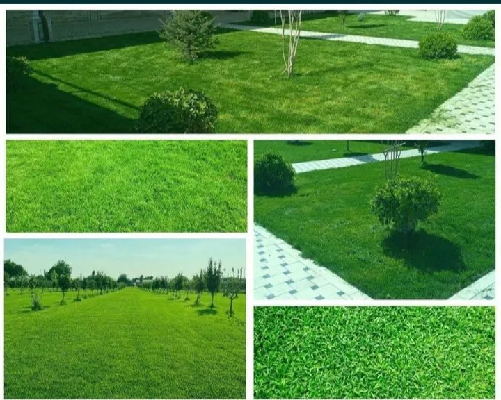 Gazon ekish xizmati tayor rulon ekamiz 23.000 som