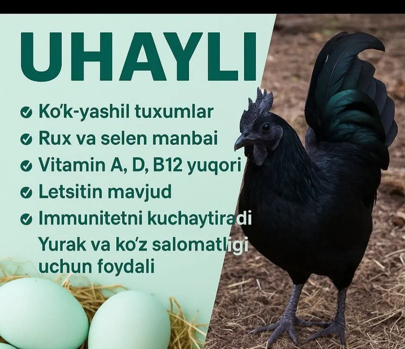 Uxalayn joʻja xoʻroz sotiladi