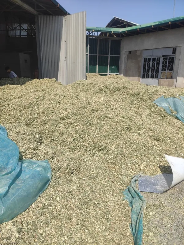Mak mak slyos bor 1 Mak mak slyos bor 1